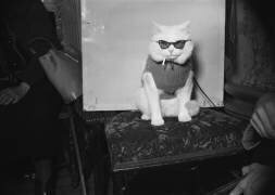 Chat à l’exposition internationale de Paris en 1952 (anonymous) - Muzeo.com