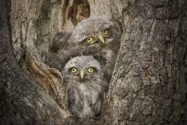 Civ and Civ (Alberto Ghizzi Panizza) - Muzeo.com