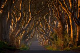 The Dark Hedges in the Morning Sunshine (Piotr Galus) - Muzeo.com