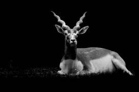 Antelope cervicapre recumbent zoological park Clères France (Pierre-Bernard Cognein) - Muzeo.com