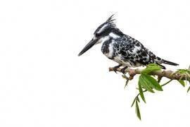 Pied Kingfisher (Ceryle rudis) on a branch, Kruger, South Africa (Patrice Correia) - Muzeo.com