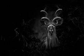 Portrait of Great Kudu (Tragelaphus Strepsiceros), Kruger, South Afric (Tonino De Marco) - Muzeo.com