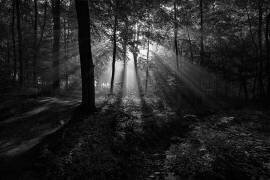 A Sunny Morning (Leif Londal) - Muzeo.com