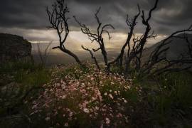 Actinotus forsythii (Yan Zhang) - Muzeo.com
