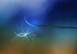 Adherence (Jutta Kerber) - Muzeo.com