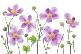Anemone Japonica (Mandy Disher) - Muzeo.com