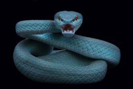 Angry (Tantoyensen) - Muzeo.com