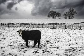 Animal cruelty (Gilbert Claes ) - Muzeo.com