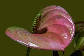 Anthurie (Heike Jess) - Muzeo.com