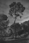 Arbores (Pepa Aston ) - Muzeo.com