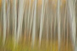 Aspen Blur (Linda D Lester) - Muzeo.com