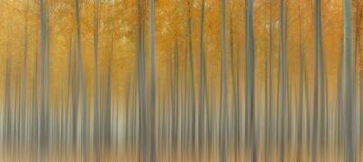 Autumn Delight (Lydia Jacobs) - Muzeo.com