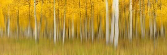 Autumn Dream (Mei Zu) - Muzeo.com