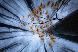 Autumn leaves (Plamen Penov) - Muzeo.com