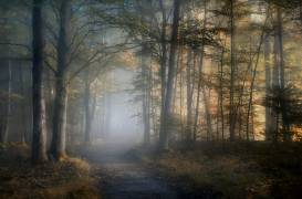 Autumn symphony (Norbert Maier) - Muzeo.com