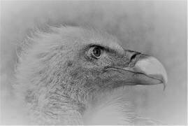 Bald eagle (Cristian Andreescu) - Muzeo.com