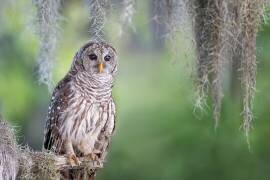 Barred Owl (Max Wang) - Muzeo.com
