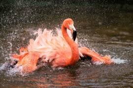 Bath (John Fan) - Muzeo.com