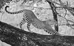 Beautiful cat (Marco Pozzi) - Muzeo.com