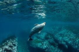 Bend (Andrey Narchuk) - Muzeo.com