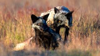Black Foxs (Jie Fischer) - Muzeo.com