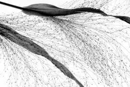 Black grass (Saskia Dingemans) - Muzeo.com