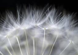 Blow it (Peter Fallberg) - Muzeo.com