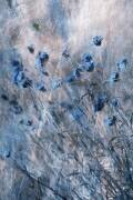 Blue Flowers (Delphine Devos) - Muzeo.com