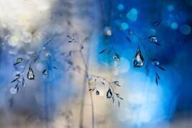 Blue rain (Heidi Westum) - Muzeo.com