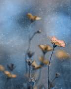 Blue Winter (Delphine Devos) - Muzeo.com