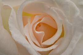 Blush (Richard Urbanski) - Muzeo.com