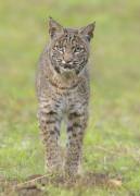 Bobcat (Bo Wang) - Muzeo.com