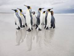 Bodyguard (Joan Gil Raga) - Muzeo.com