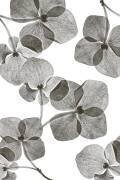 Botanical (Lenka) - Muzeo.com