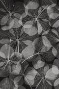 Botanical (Lenka) - Muzeo.com