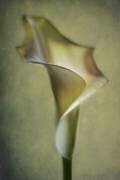 Calla Lily (Lotte Andersen) - Muzeo.com