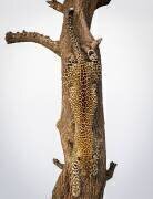 Camouflage (Mike Taylor) - Muzeo.com