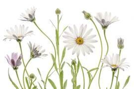 Cape Daisies (Mandy Disher) - Muzeo.com