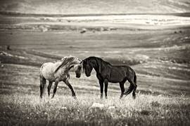 Close encounter (Vedran Vidak) - Muzeo.com