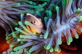 Clownfish (Gabriel Barathieu) - Muzeo.com