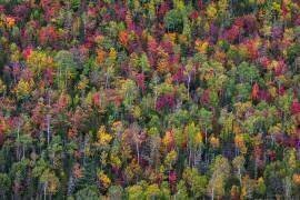 Color palette (Miroslaw) - Muzeo.com