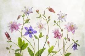 Columbine (Mandy Disher) - Muzeo.com