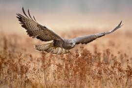 Common Buzzard (Milan Zygmunt) - Muzeo.com