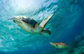 Contact (Andrey Narchuk) - Muzeo.com