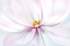 Cosmos (Mandy Disher) - Muzeo.com