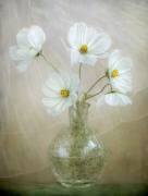 Cosmos breeze (Mandy Disher) - Muzeo.com