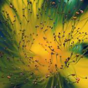 Creation (Dimitar Lazarov) - Muzeo.com