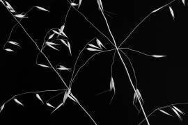 Crossed Lines (Olavo Azevedo) - Muzeo.com