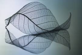 Curvaceousness (Shihya Kowatari ) - Muzeo.com