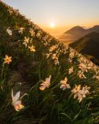 Daffodils (Ales Krivec) - Muzeo.com